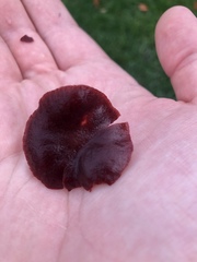 Tubaria vinicolor