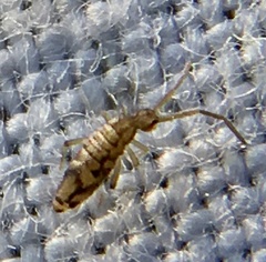 Entomobrya intermedia