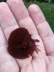 Tubaria vinicolor