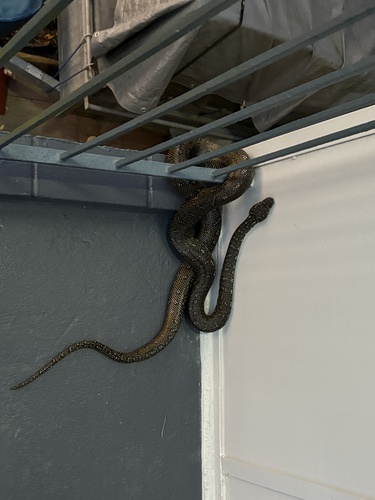 Diamond Python sighting