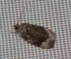 Apotomis capreana