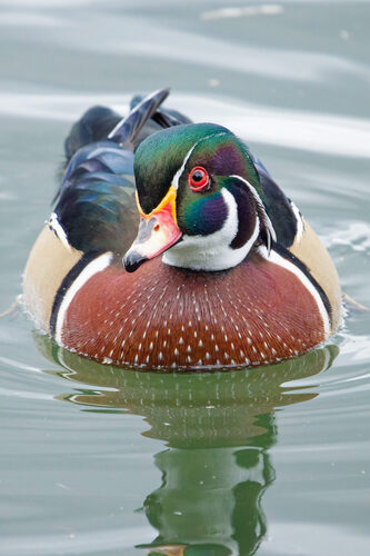 Canard carolin, mâle