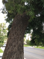 Afrocarpus gracilior