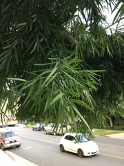 Afrocarpus gracilior