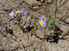 Porterella carnosula