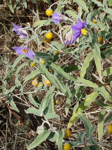 silverleaf nightshade