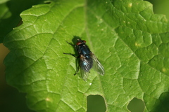 Eudasyphora