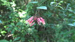 Bauhinia jenningsii