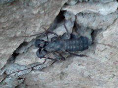 Mastigoproctus giganteus