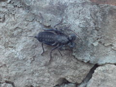 Mastigoproctus giganteus