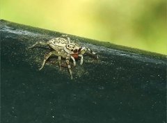 Phintelloides versicolor