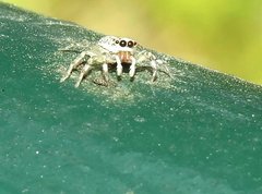 Phintelloides versicolor