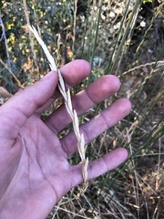 Pseudoroegneria spicata