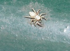 Phintelloides versicolor