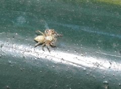 Phintelloides versicolor