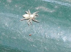 Phintelloides versicolor