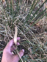 Pseudoroegneria spicata