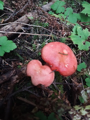 Russula americana
