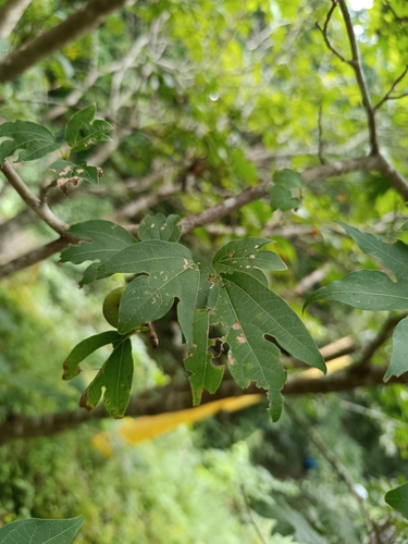 Lindera triloba iNat (1)