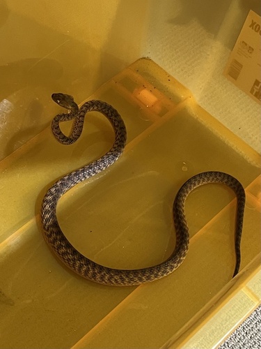 Brown Tree Snake sighting