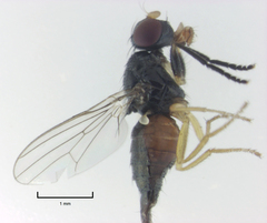 Protopiophila australis