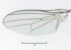 Protopiophila australis