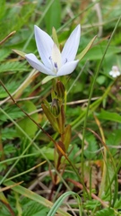 Lomatogonium rotatum