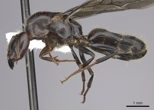 Azteca coeruleipennisAzteca coeruleipennis