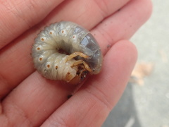 Pericoptus truncatus