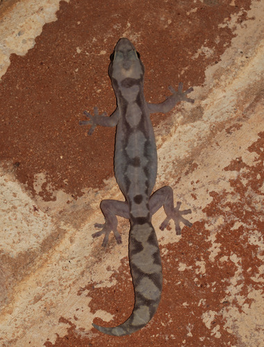 Nebulifera robusta
