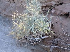 Atriplex canescens laciniata