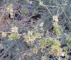 Atriplex canescens laciniata
