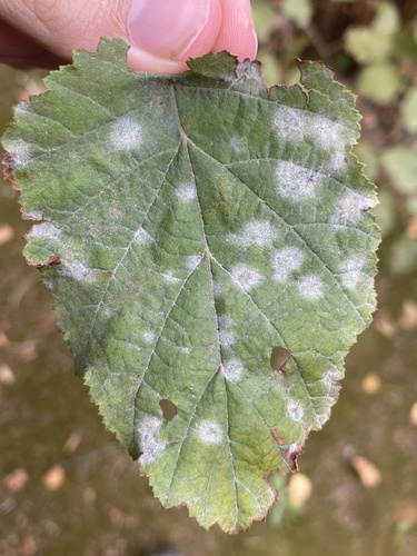 Erysiphe corylacearum