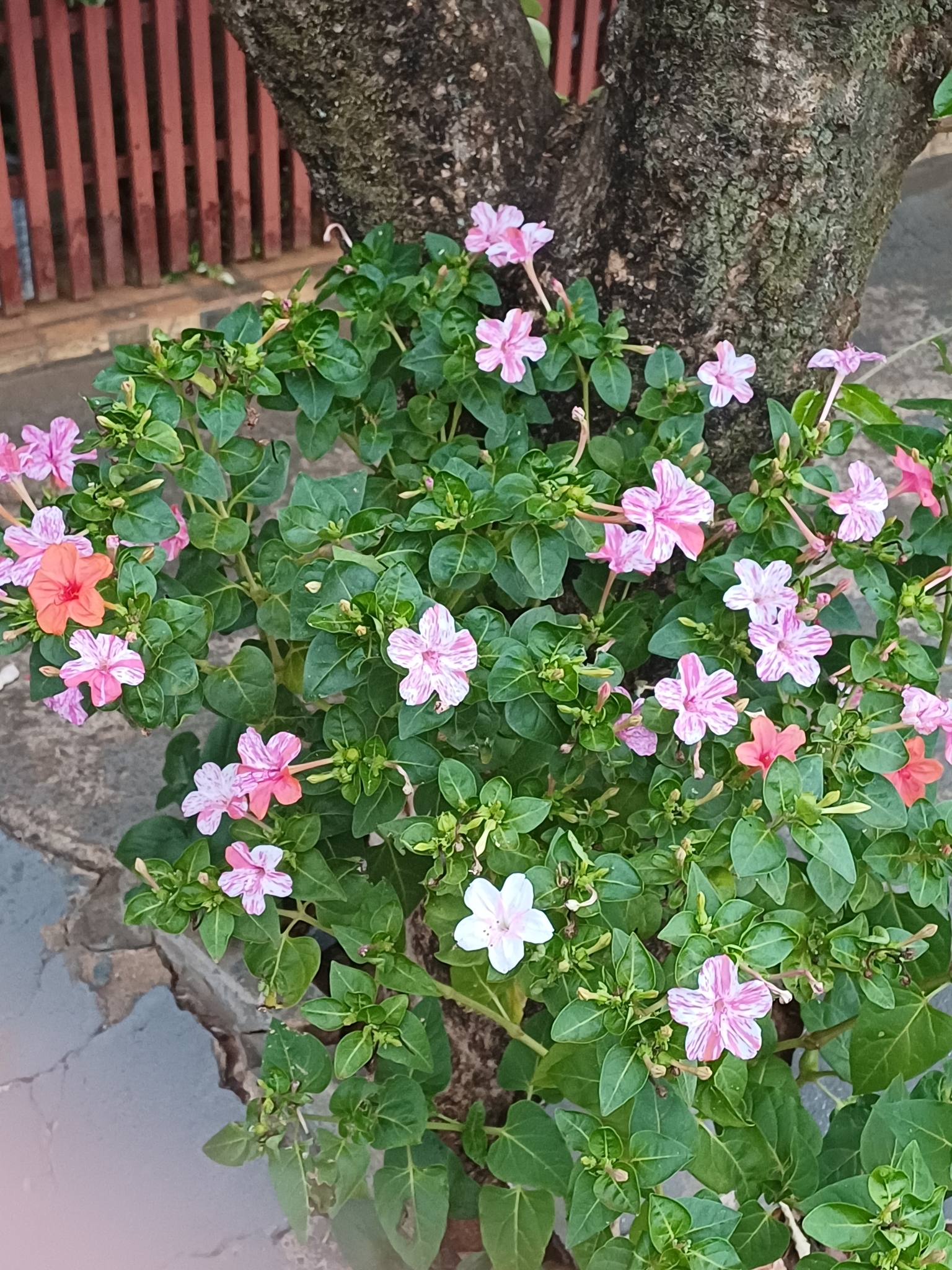 Mirabilis jalapa