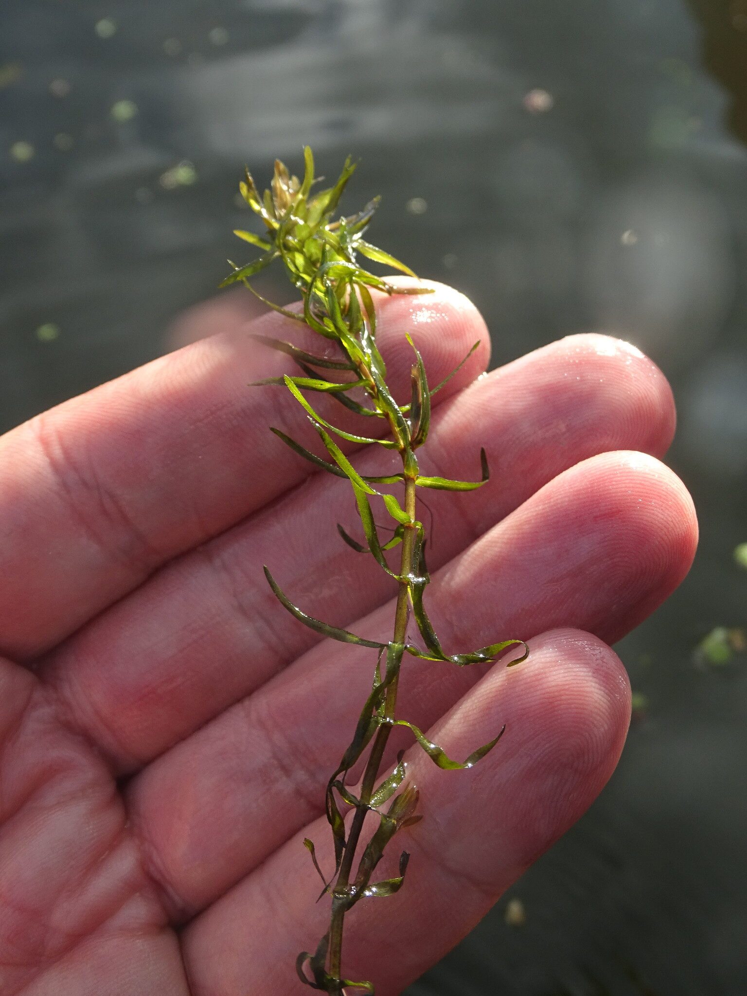 South American Waterweed (Elodea callitrichoides)