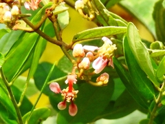 Heteropterys brachiata