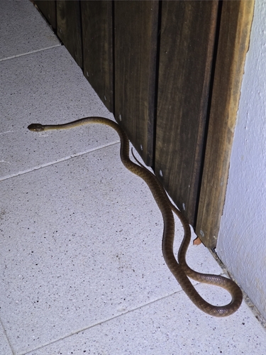 Brown Tree Snake sighting