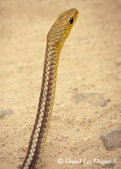 Chironius spixii
