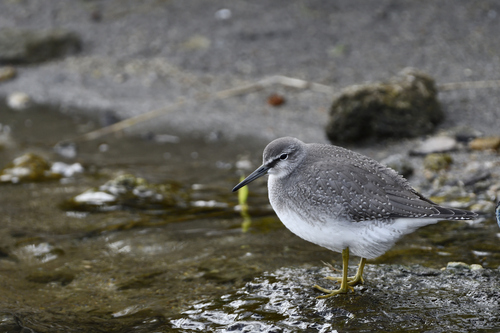 Grey-tailed Tattler, photo 3 of 7