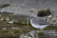 Grey-Tailed Tattler photo 3