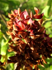 Lonchocarpus rugosus