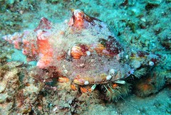 Aniculus maximus