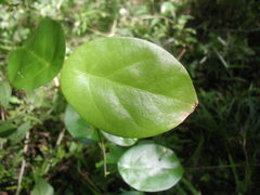 Coccoloba acapulcensis