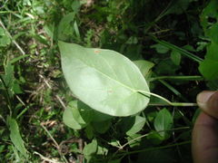Coccoloba acapulcensis