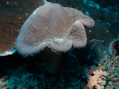 Sarcophyton observed 2025-09-29