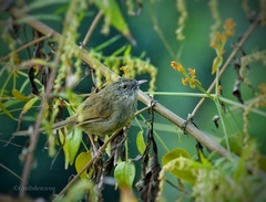 Prinia atrogularis