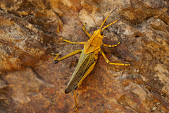 Taeniopoda tamaulipensis