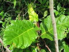 Coccoloba belizensis