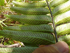 Asplenium milnei