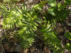 Asplenium milnei
